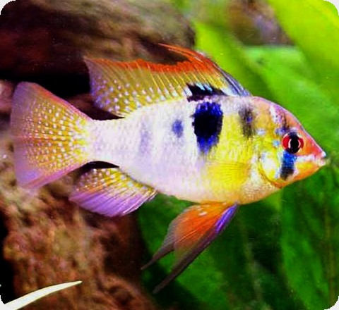 Ram - Rainbow - 2-3 inch